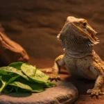 can bearded dragons have spinach Safely? What to Know First