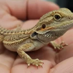 How to Take Care of a Bearded Dragon Baby (Food, Heat, Setup)