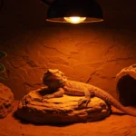 bearded dragon temperature Problems? Here’s How to Fix Them