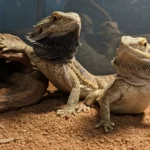 Male and Female Bearded Dragon Care Tips for New Owners