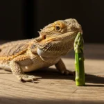 can bearded dragons eat asparagus​? A Complete Feeding Guide