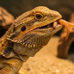 Can Bearded Dragons Eat Worms? What You Must Know