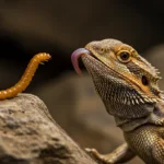 Can Bearded Dragons Eat Wax Worms? The Sweet Truth