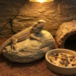 The Ultimate List: What Insects Can Bearded Dragons Eat Safely?