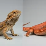 Bearded Dragon Selective Breeding: Everything You Need to Know