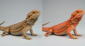Wild vs. morph bearded dragon comparison showing results of selective breeding