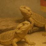 How to Identify a True german giant bearded dragon​