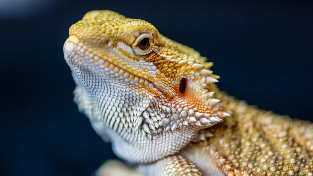 can bearded dragons eat cabbage​? The Expert Answer