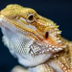 can bearded dragons eat cabbage​? The Expert Answer