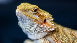 bearded dragon in a terrarium setting with natural lighting