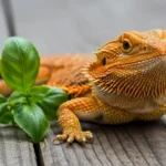 Can Bearded Dragons Have Basil? Safe Feeding Tips Inside