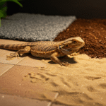 Best Bearded Dragon Substrate for a Happy and Healthy Pet