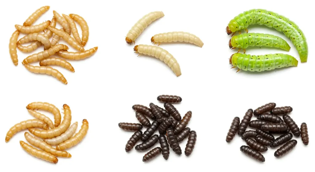 Nutritional comparison of worms for bearded dragons