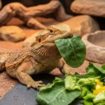 Can Bearded Dragons Eat Kale? A Healthy Green Explained